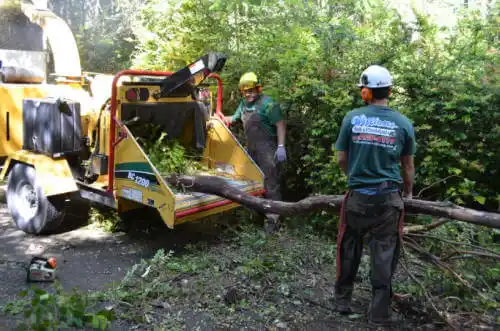 tree services Warren Park